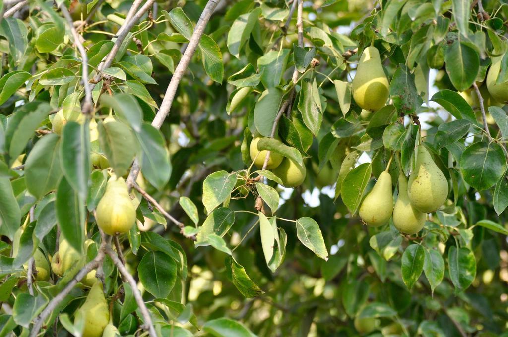 مبيت وإفطار كايرو مونتينوت Le Macine Relais المظهر الخارجي الصورة