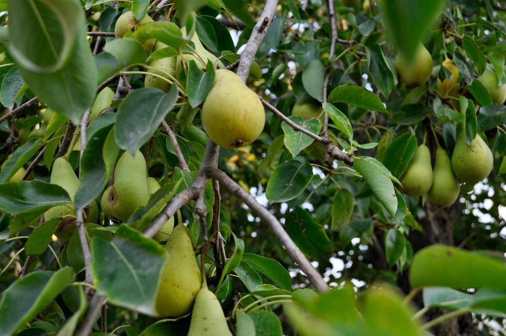 مبيت وإفطار كايرو مونتينوت Le Macine Relais المظهر الخارجي الصورة