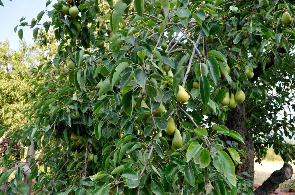 مبيت وإفطار كايرو مونتينوت Le Macine Relais المظهر الخارجي الصورة